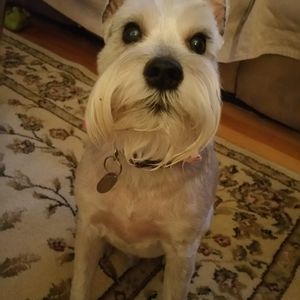 Meet your Posher, Joyce